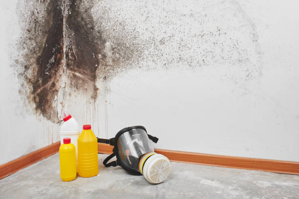 Best Post-Flood Mold Remediation in Helotes, TX