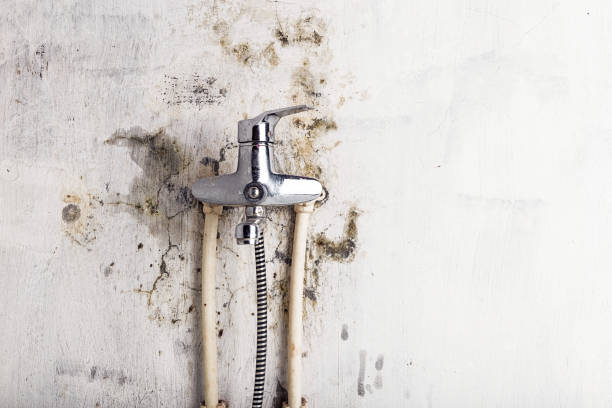Trusted Helotes, TX Mold Remediation Experts