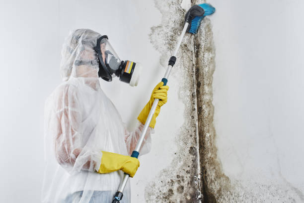 Best White Mold Remediation in Helotes, TX