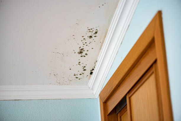 Best Mold Testing and Inspection Services in Helotes, TX