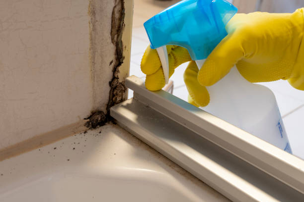Best Bathroom Mold Remediation in Helotes, TX