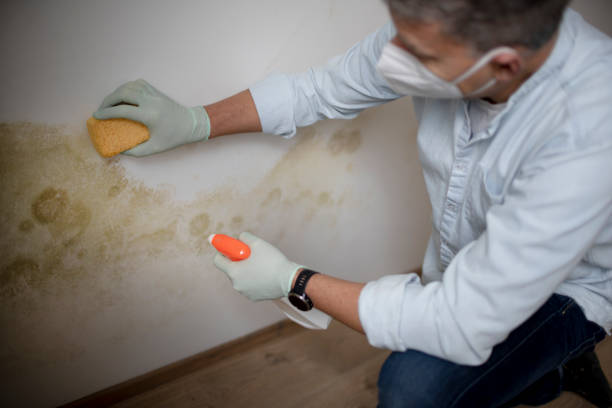 Best Basement Mold Remediation in Helotes, TX