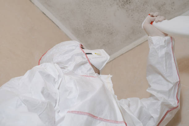 Best DIY Mold Remediation Support Services in Helotes, TX