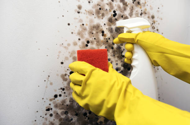 Best Preventive Mold Services in Helotes, TX