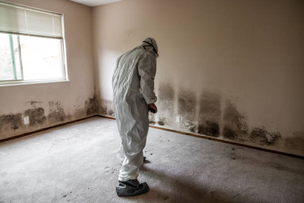 Best DIY Mold Remediation Support Services in Helotes, TX