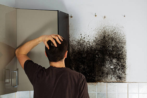 Best HVAC Mold Remediation in Helotes, TX