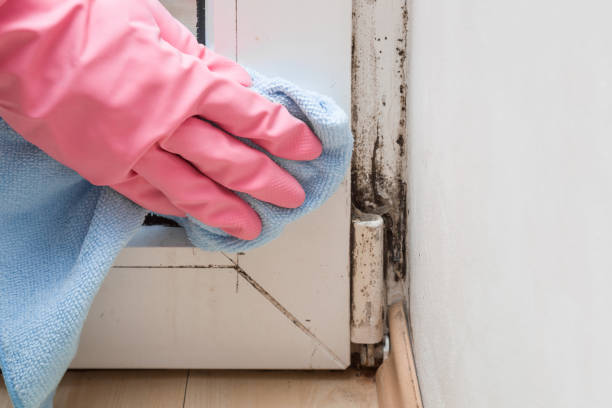 Best Localized Mold Remediation (e.g., coastal areas, humid climates) in Helotes, TX